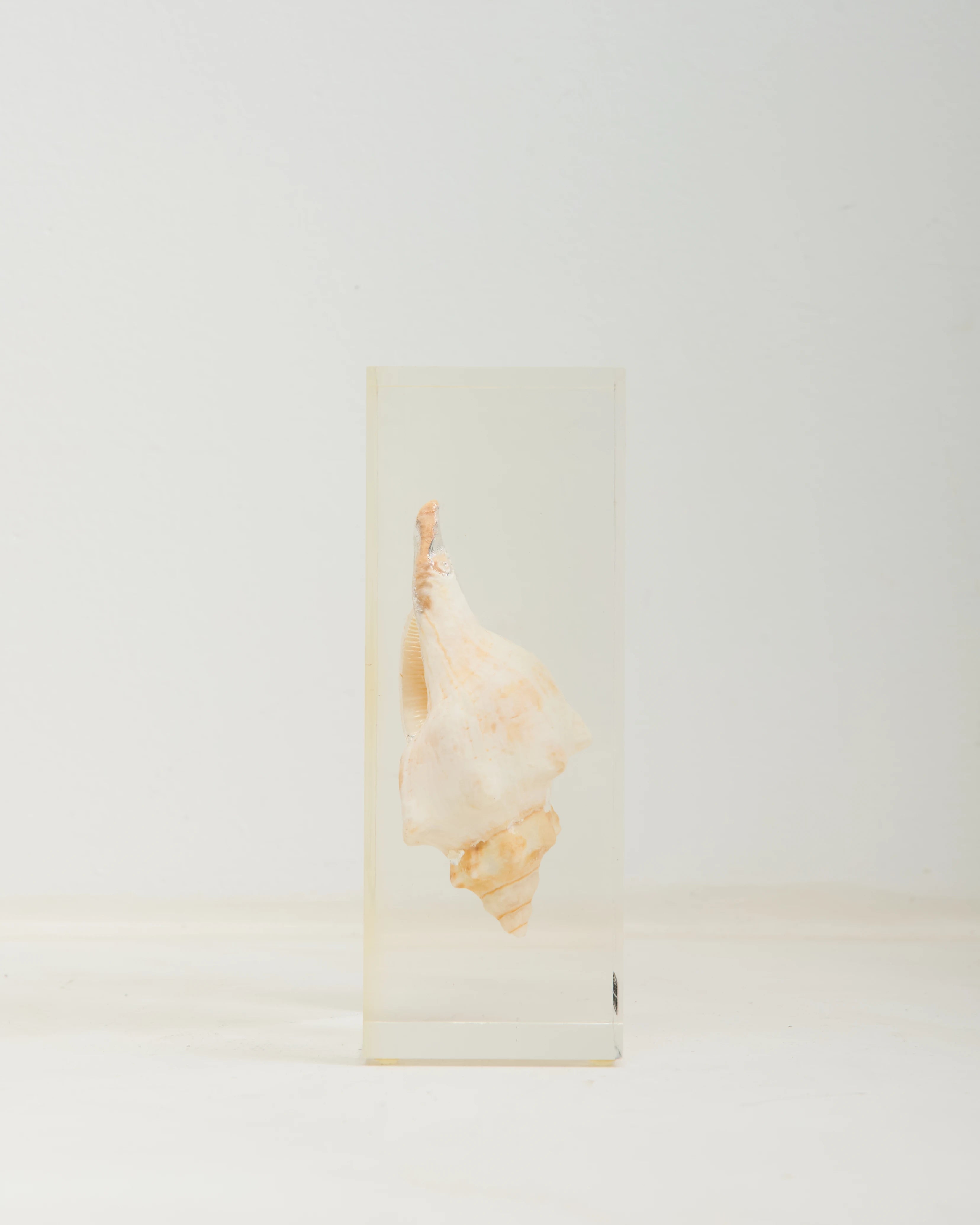 Inclusion coquillage, Sobry, 1970s